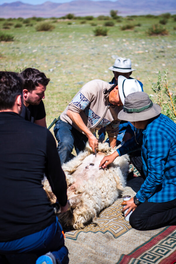 12-daagse Paardrijtocht Altai-gebergte - Mongolië