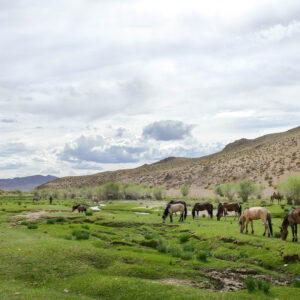 12-daagse Paardrijtocht Altai-gebergte - Mongolië - Afbeelding 40