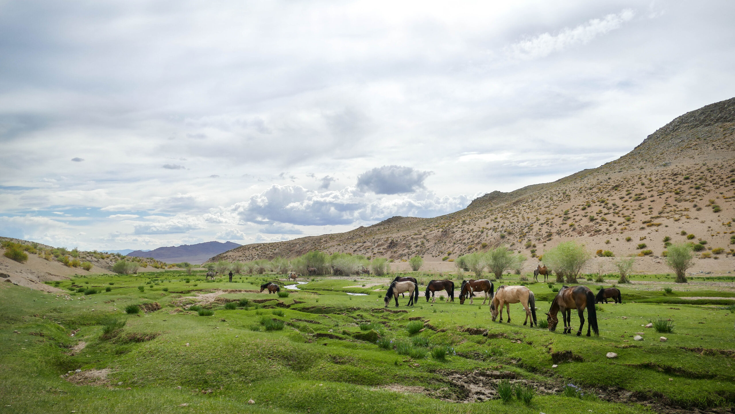 12-daagse Paardrijtocht Altai-gebergte - Mongolië - Afbeelding 40