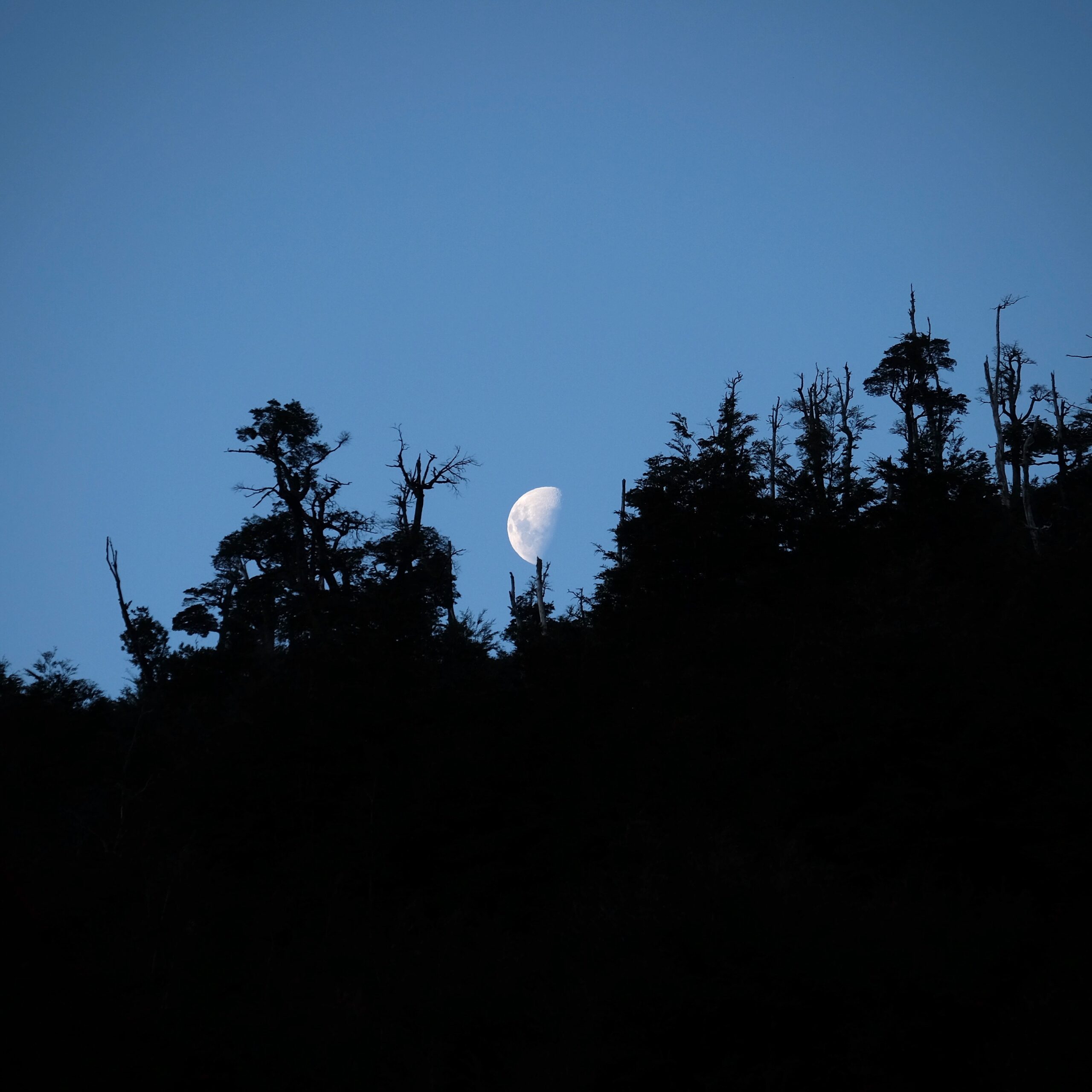 4-daagse paardrijtocht in Huerquehue National Park - Chili - Afbeelding 20