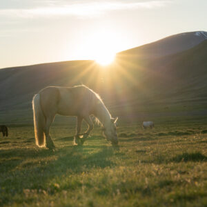 12-daagse Paardrijtocht Altai-gebergte - Mongolië - Afbeelding 49
