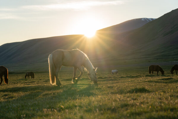12-daagse Paardrijtocht Altai-gebergte - Mongolië