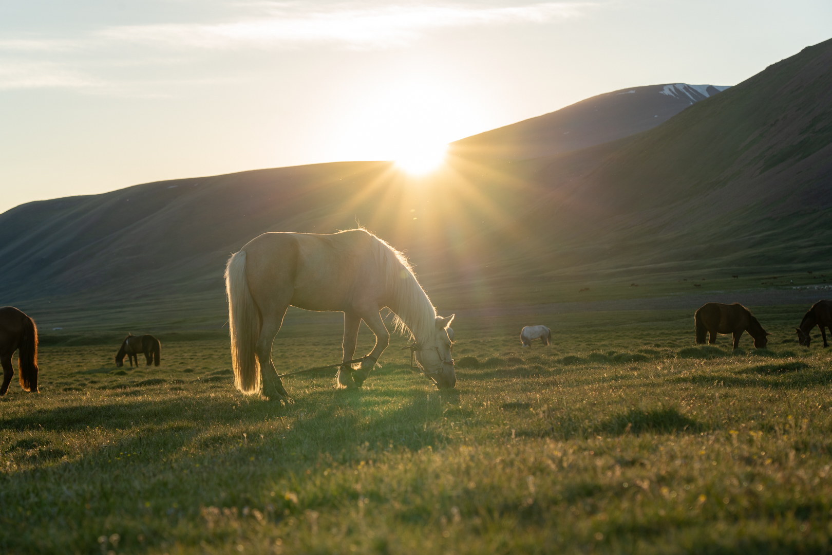12-daagse Paardrijtocht Altai-gebergte - Mongolië - Afbeelding 49