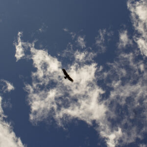 8-daagse paardrijtocht door Villarrica en Huerquehue National Park - Chili - Afbeelding 21