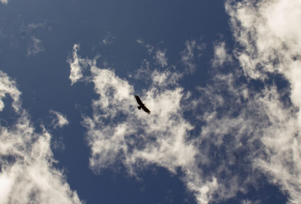 8-daagse paardrijtocht door Villarrica en Huerquehue National Park - Chili
