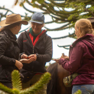 4-daagse paardrijtocht in Nationaal Park Villarrica - Chili - Afbeelding 45