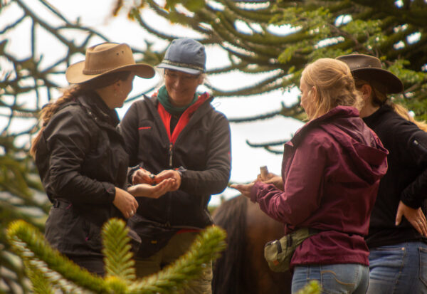 4-daagse paardrijtocht in Nationaal Park Villarrica - Chili