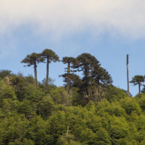 9-, 10- of 11-daagse paardrijtocht: De Andes oversteken - Chili naar Argentinië - Afbeelding 9
