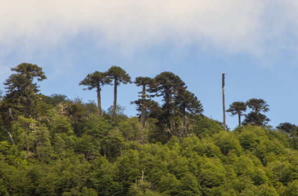 9-, 10- of 11-daagse paardrijtocht: De Andes oversteken - Chili naar Argentinië