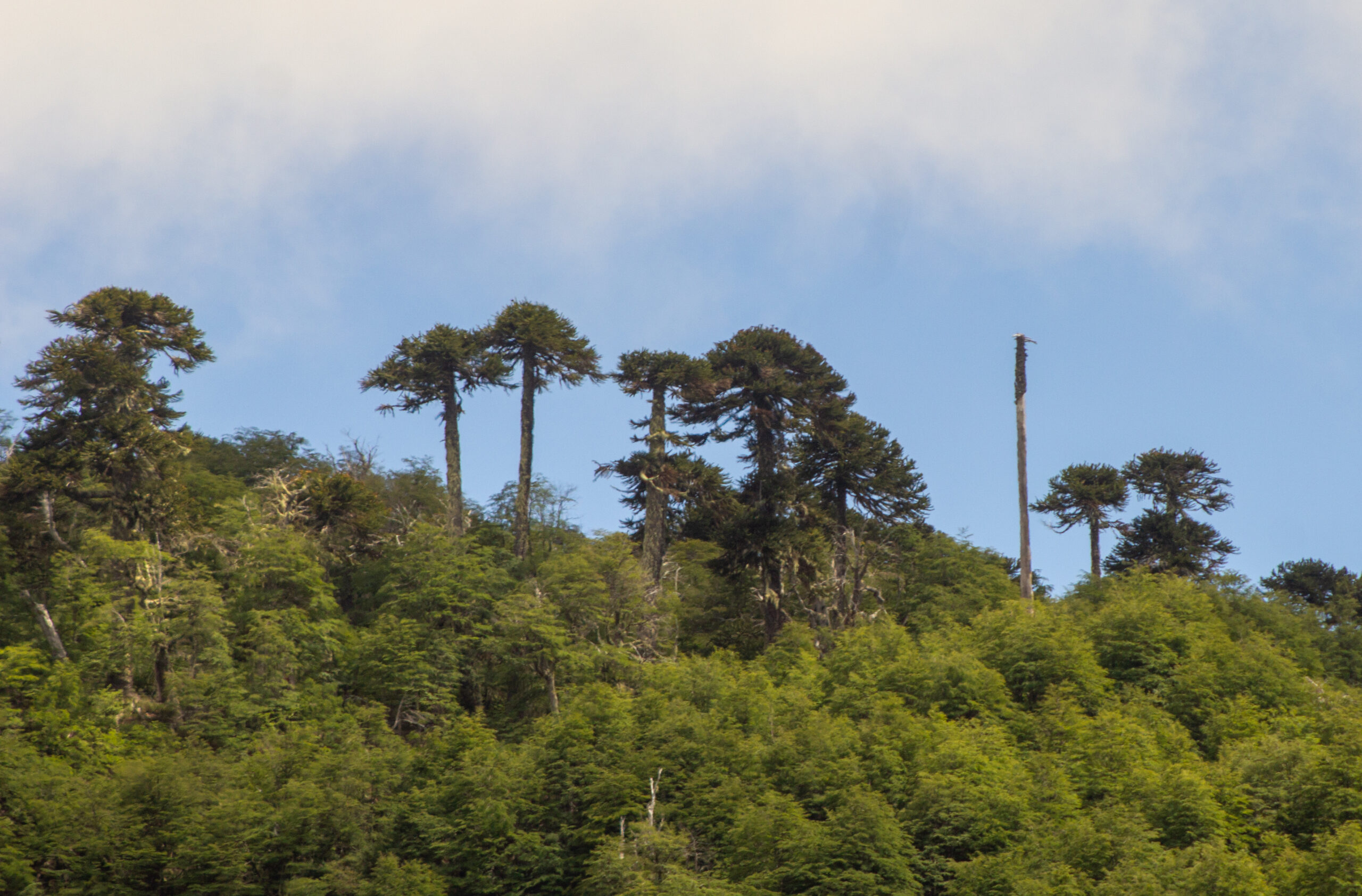 9-, 10- of 11-daagse paardrijtocht: De Andes oversteken - Chili naar Argentinië - Afbeelding 9