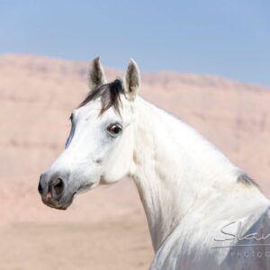 8-daagse Paardrijtocht Koninkrijken & Kustlijnen- Egypte - Afbeelding 18